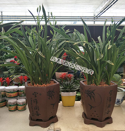 成都办公室植物租摆