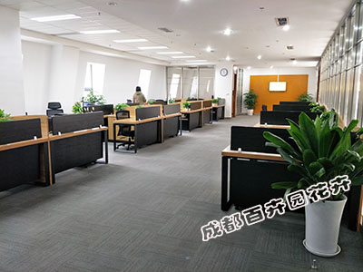 办公室植物租赁