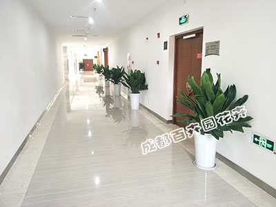 办公室租摆盆栽观叶植物