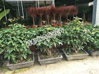 成都办公室植物租赁