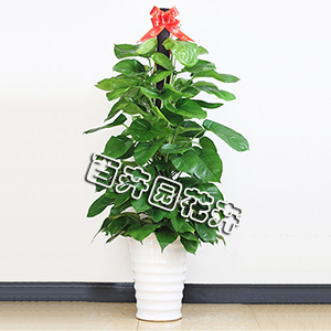 成都植物租摆中适合春季租赁的室内植物