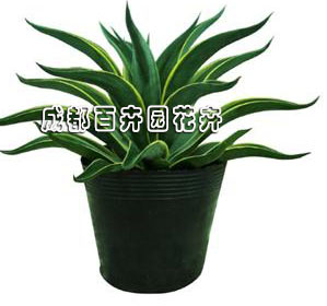 成都植物租赁中龙色兰的养护注意事项