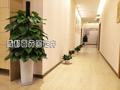 盆栽植物租赁中绿萝的日常养殖方法及注意要点