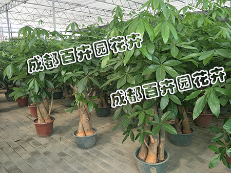 成都植物租摆公司