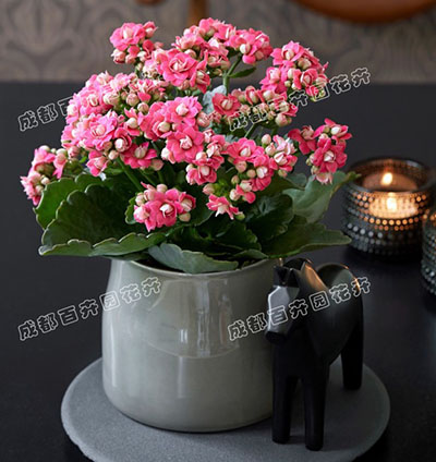 成都花卉租赁长寿花摆放在室内怎么管理？