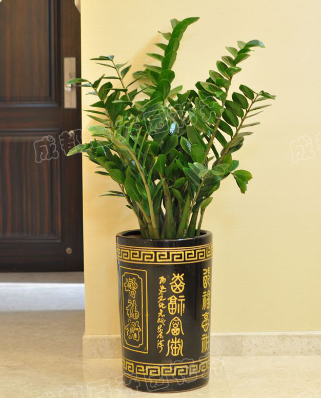 成都植物租赁养护方法及注意事项