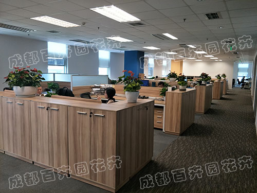 成都办公室植物租摆