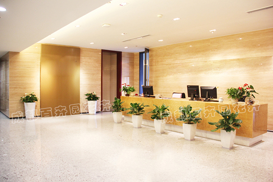 成都办公室绿植花卉租赁价格多少钱一个月