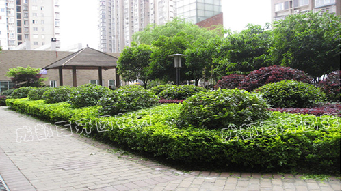 成都园林绿化养护