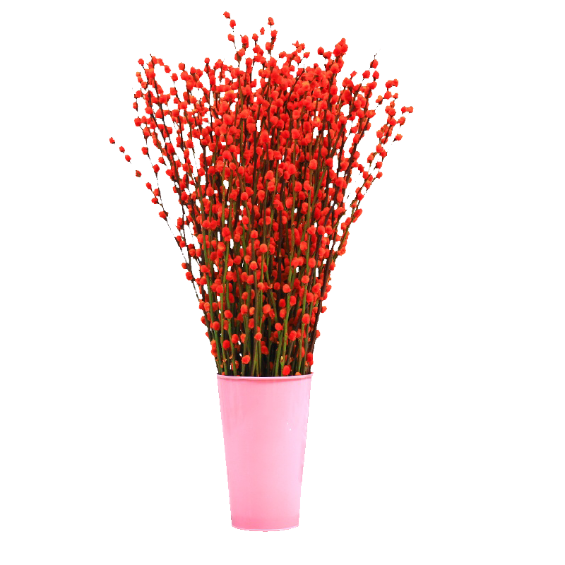 成都植物租摆公司提醒您年宵“七彩银柳”其实并非自然？