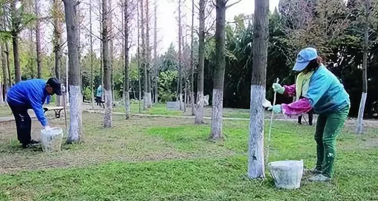 成都园林绿化养护