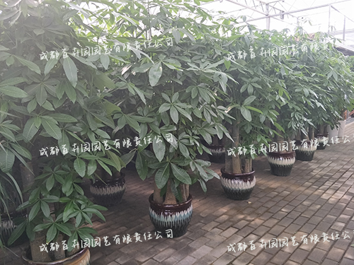 成都花卉绿植租赁,绿植花卉租摆