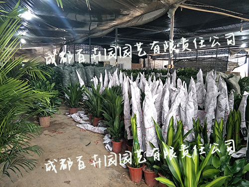 成都武侯区火车南站植物租赁服务分点