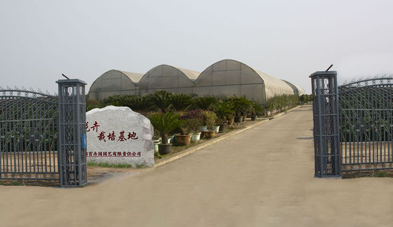 成都绿植租赁-植物租摆-花卉出租-盆栽租摆养护服务 成都绿植租赁-植物租摆-花卉出租-盆栽租摆养护服务