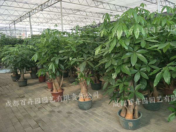 成都植物租赁公司哪家好(图) 成都植物租赁公司哪家好