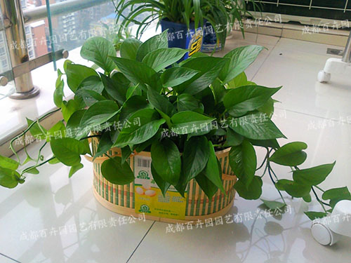 成都植物租赁:绿萝的病虫害预防与治疗(图) 成都植物租赁:绿萝的病虫害预防与治疗
