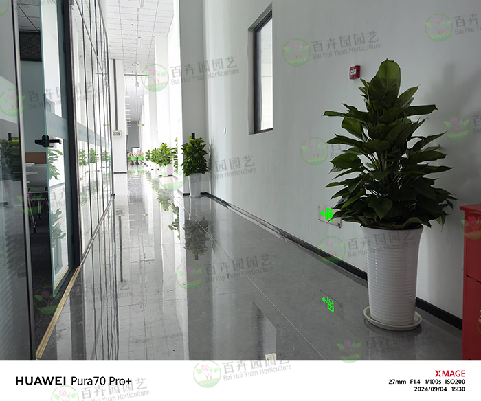 植物租摆进入冬季的保暖方法及注意事项 植物租摆进入冬季的保暖方法及注意事项