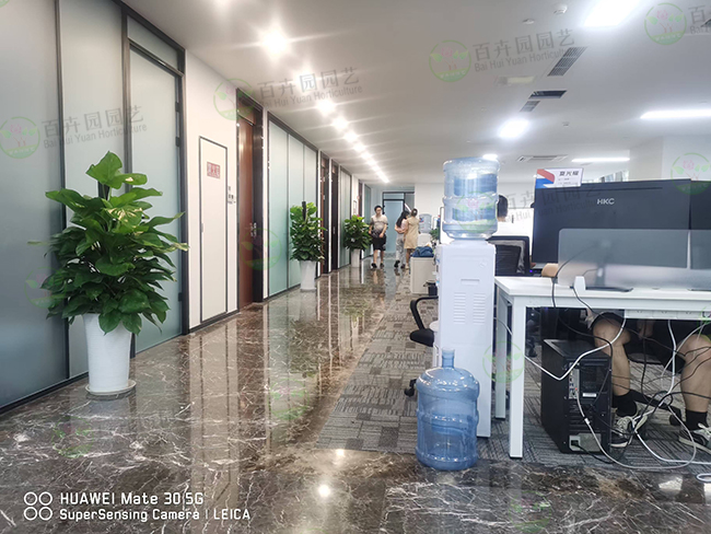 冬季来临植物租赁行业逐渐进入了淡季