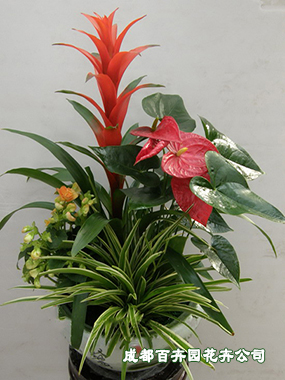 成都办公室花卉租赁(组合盆栽) 