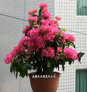 成都花卉租摆(三角梅) 