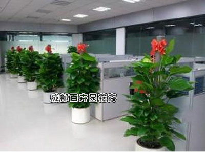某公司办公室植物租摆案例及设计方案效果图