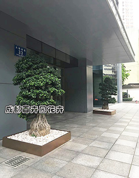 成都某写字楼大厦门厅绿植租摆案例