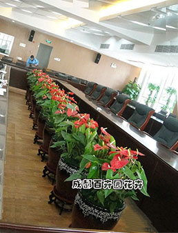 某科技公司会议室花卉租摆案例及摆放设计方案
