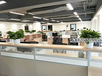 办公室植物租赁案例