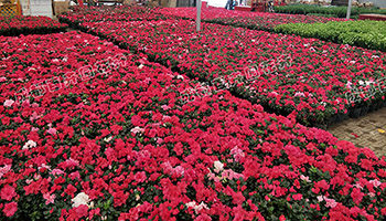 成都花卉租赁（杜鹃花） 