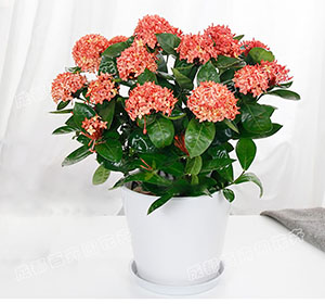  成都花卉租赁-小型盆栽花卉龙船花