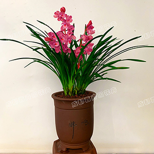  成都花卉租赁-小型盆栽花卉兰花 