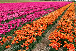 成都花卉租摆（郁金香） 