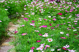 成都鲜花租赁（波斯菊）