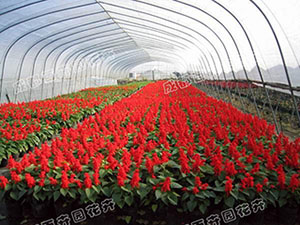 成都花草租赁（一串红）