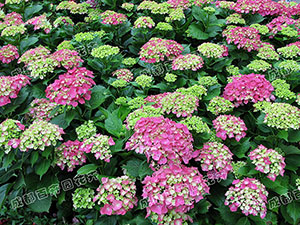 成都花草租摆（绣球花）