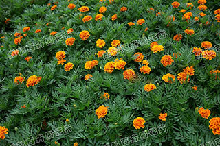 成都花草租摆（万寿菊）