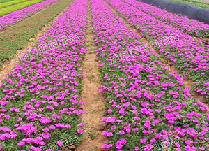 成都花卉租摆（牵牛花） 