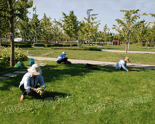 成都绿化养护管理案例