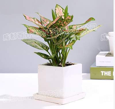  成都绿植租摆,小型盆栽绿植如意皇后