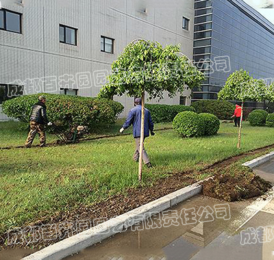 某工厂绿地绿化植物栽种施工案例