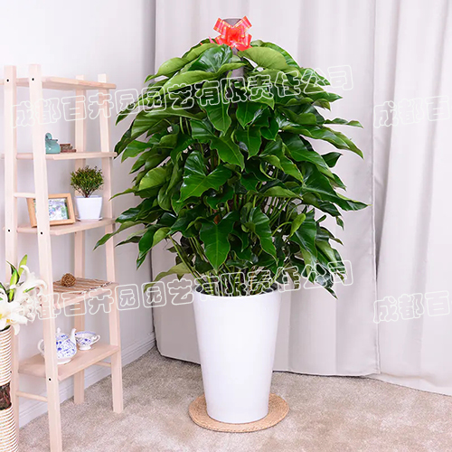 成都植物租赁-大型盆栽植物绿宝石