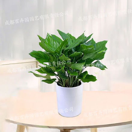 成都租植物万年青 成都租植物万年青