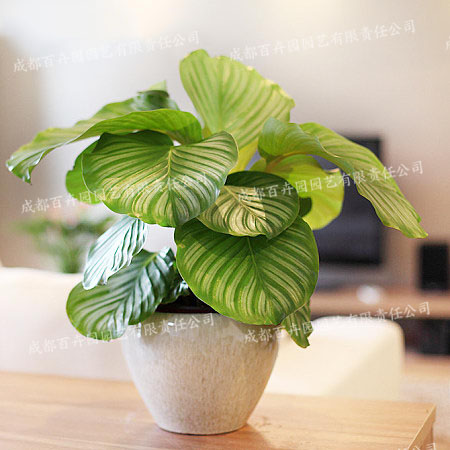 成都绿植租赁-小型盆栽绿植青苹果 成都绿植租赁-小型盆栽绿植青苹果