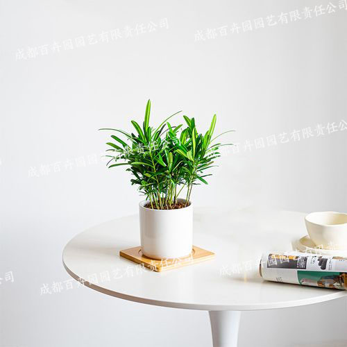 成都室内租植物(罗汉松) 成都室内租植物(罗汉松)成都室内租植物(罗汉松)