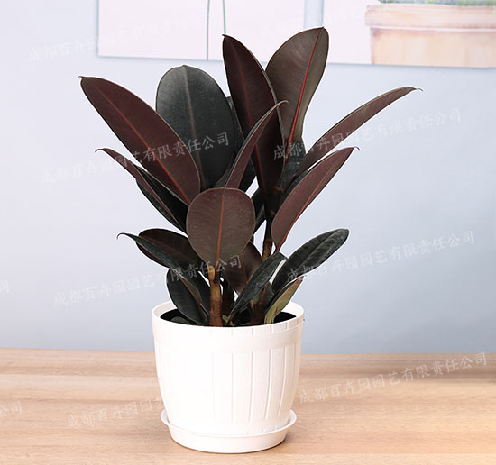 成都室内租植物(橡皮树) 成都室内租植物(橡皮树)