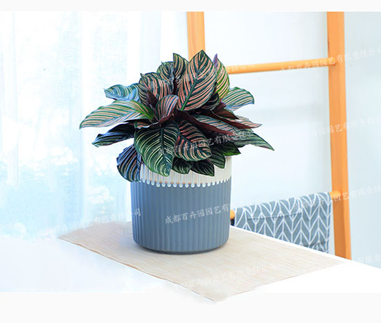 成都租绿植(双线竹芋) 成都租绿植(双线竹芋)成都租绿植(双线竹芋)