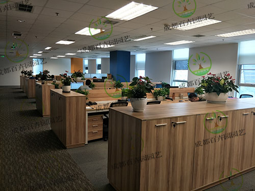 办公室植物租摆方案