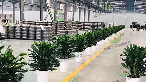 工厂植物租摆方案