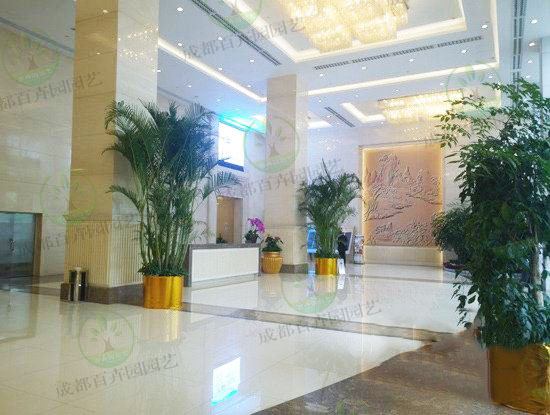 酒店植物租摆方案