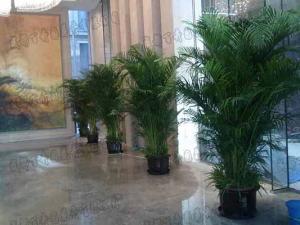 成都花卉租赁公司介绍散尾葵病虫害的防治